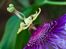 Thumbnail of bird_of_paradise_bee.jpg