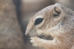 Thumbnail of harris_antelope_squirrel.jpg