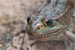 Thumbnail of leopard_frog.jpg