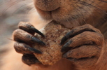 Thumbnail of prairie_dog_claws.jpg