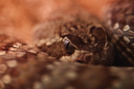 Thumbnail of snake_eye.jpg
