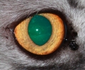 Thumbnail of gizmo_eye.jpg