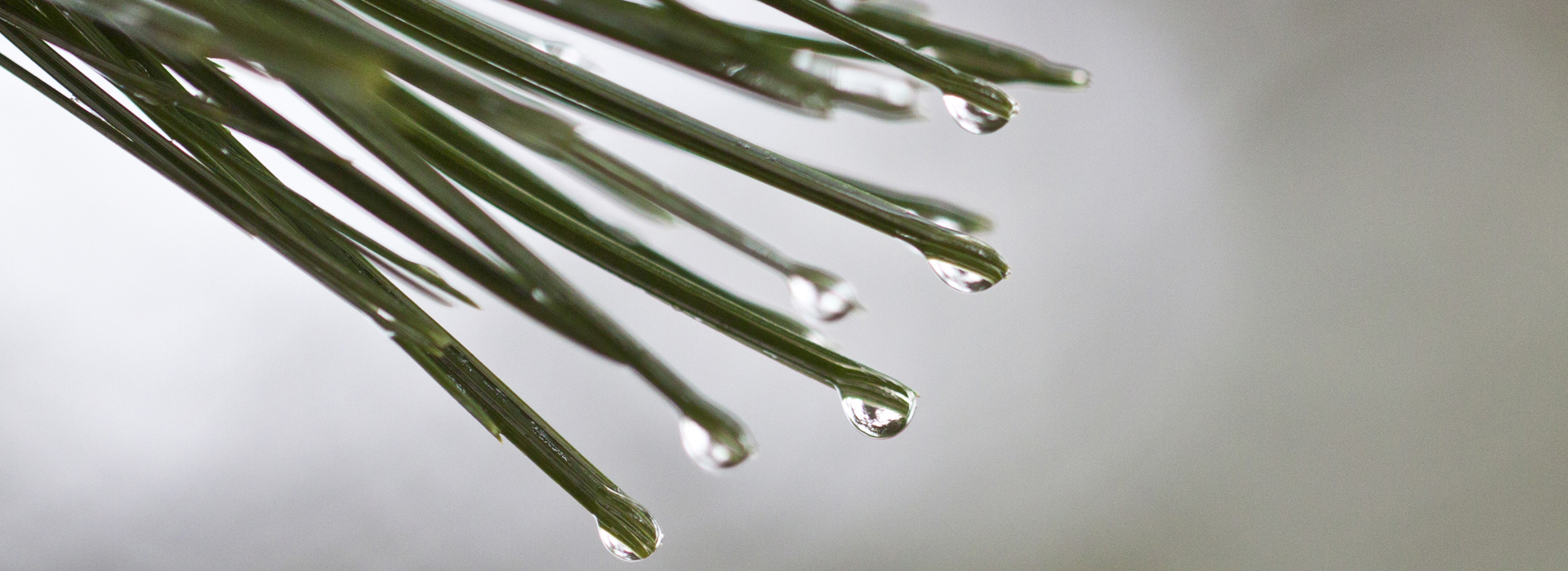 Bee collects pollen from a bright orange flower