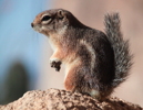 Thumbnail of antelope_squirrel.jpg