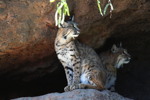 Thumbnail of bobcats.jpg