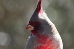 Thumbnail of female_cardinal.jpg