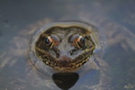Thumbnail of frog_head.jpg
