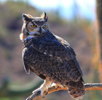 Thumbnail of great_horned_owl.jpg
