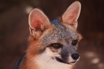 Thumbnail of grey_fox_head.jpg
