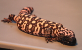 Thumbnail of lotl_gila_monster.jpg