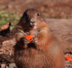 Thumbnail of prairie_dog_carrot.jpg