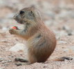 Thumbnail of prairie_dog_pup.jpg