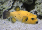 Thumbnail of yellow_puffer.jpg